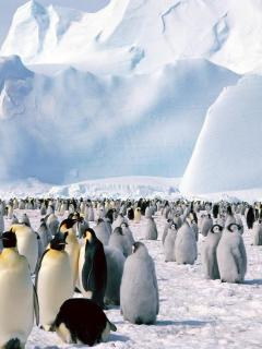 Other Wallpapers 0698